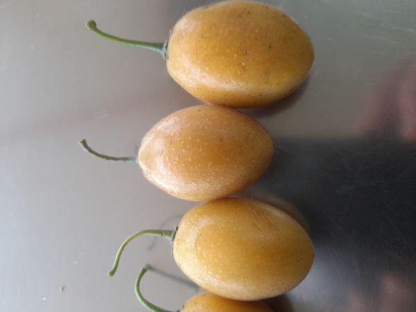 Identificação da planta Árvore por foto