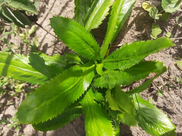Identificação da planta Coentro verdadeiro por foto