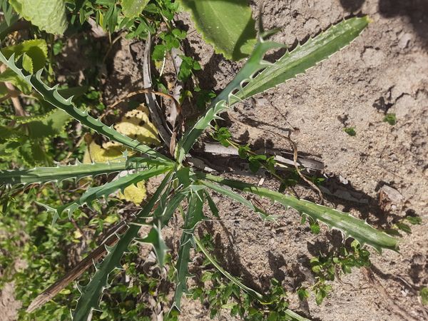 Identificação da planta Erva-de-santa-bárbara por foto