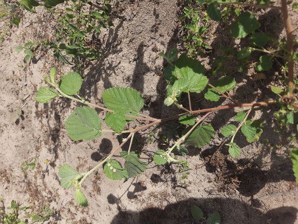 Identificação da planta Malva Branca por foto