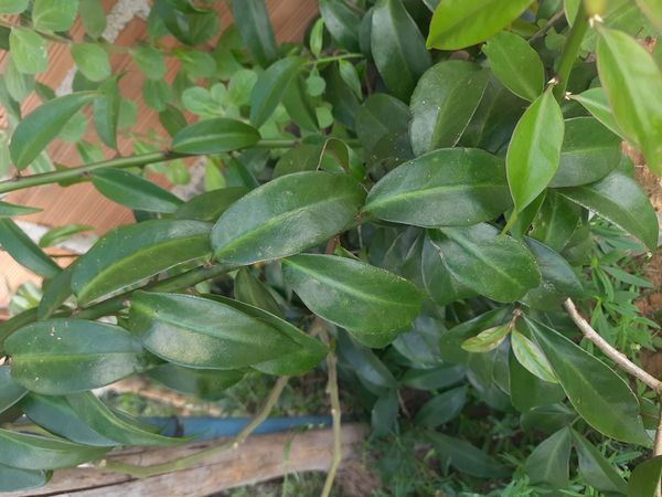 Identificação da planta Ora-pro-nóbis por foto