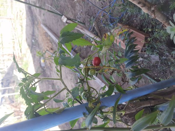Identificação da planta Tomate cereja por foto