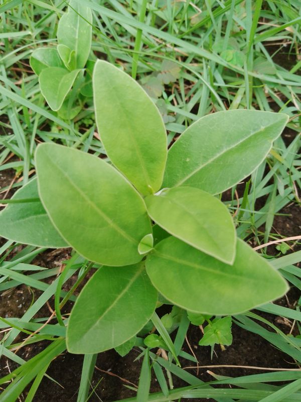 Identificação da planta Maria-gorda por foto