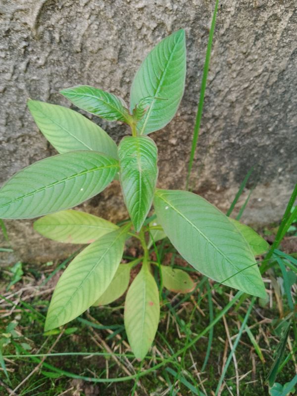 Identificação da planta Douradinha por foto
