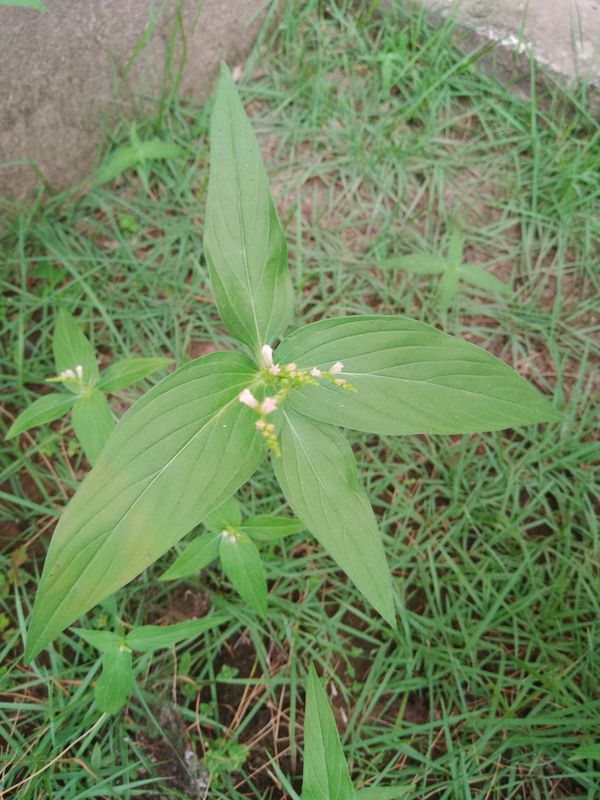 Identificação da planta Erva-de-Santa-Maria por foto