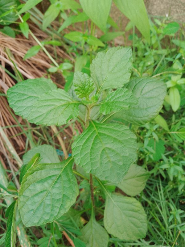 Identificação da planta Mentrasto por foto