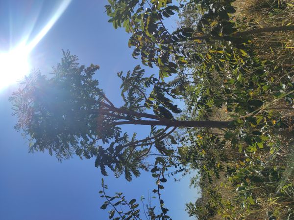 Identificação da planta Barbatimão por foto