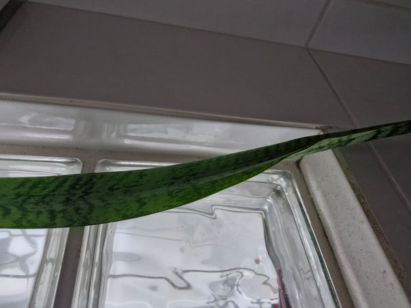 Identificação da planta Espada de são jorge por foto