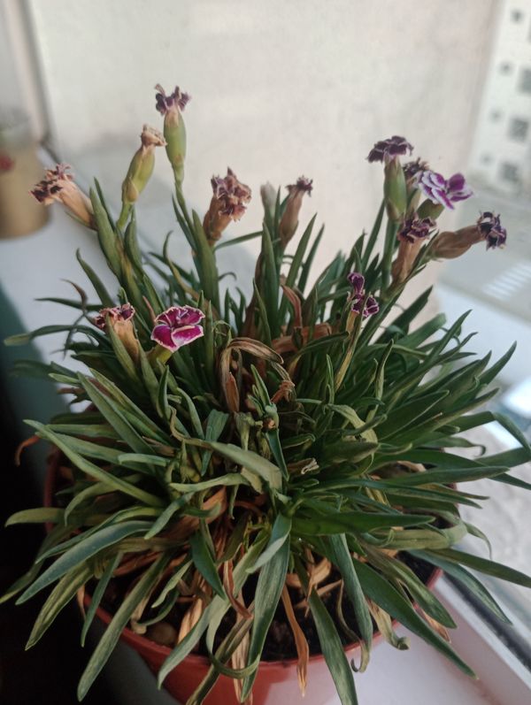 Identificação da planta Cravo por foto