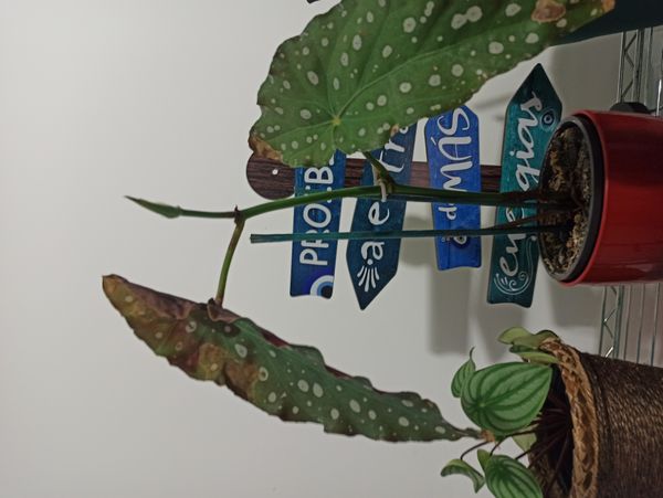 Identificação da planta Begônia maculata por foto