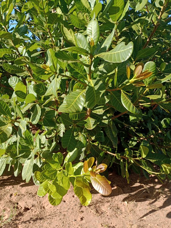 Identificação da planta Caju por foto