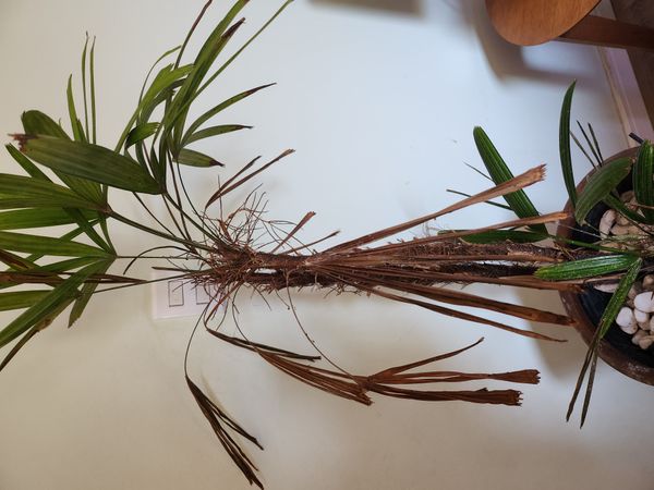 Identificação da planta Palmeira-ráfis por foto