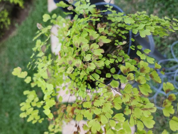 Identificação da planta Avenca por foto