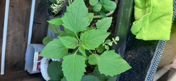 Identificação da planta Camapu por foto