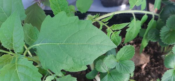 Identificação da planta Camapu por foto