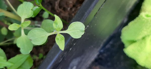 Identificação da planta Petunia por foto