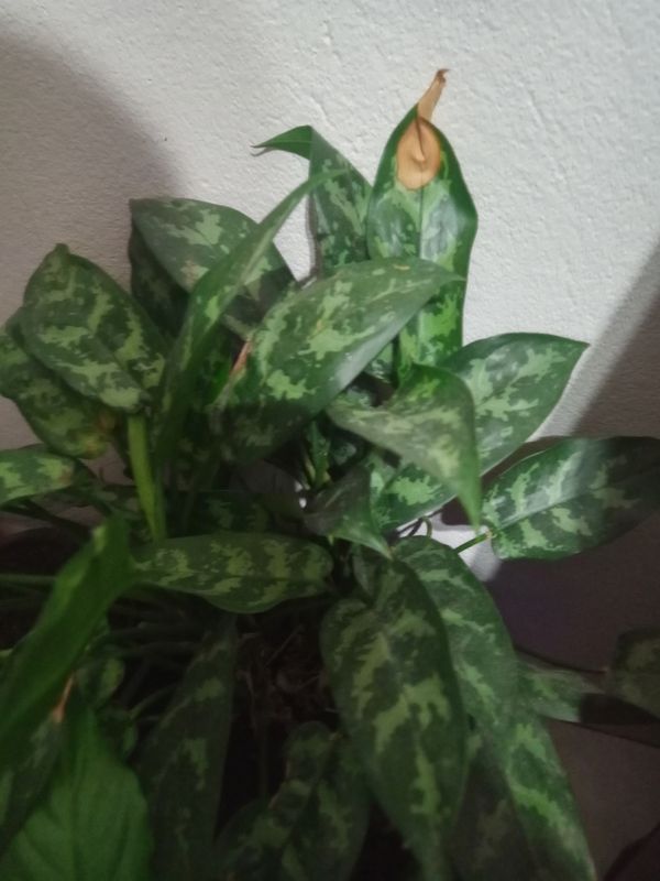 Identificação da planta Café de Salão por foto