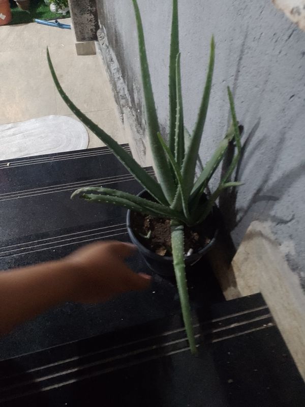 Identificação da planta Babosa por foto