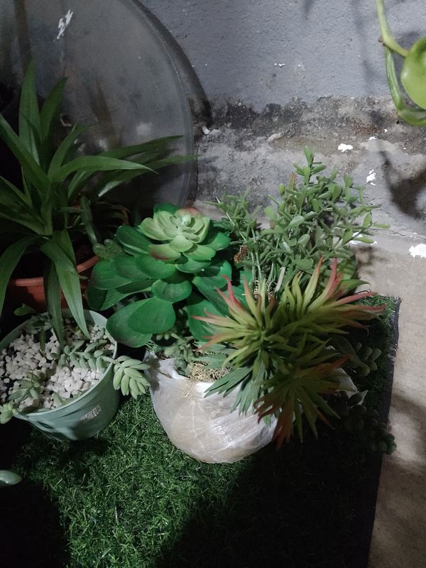 Identificação da planta Calancoe por foto