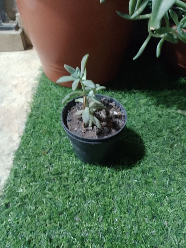 Identificação da planta Suculenta Estrelada por foto