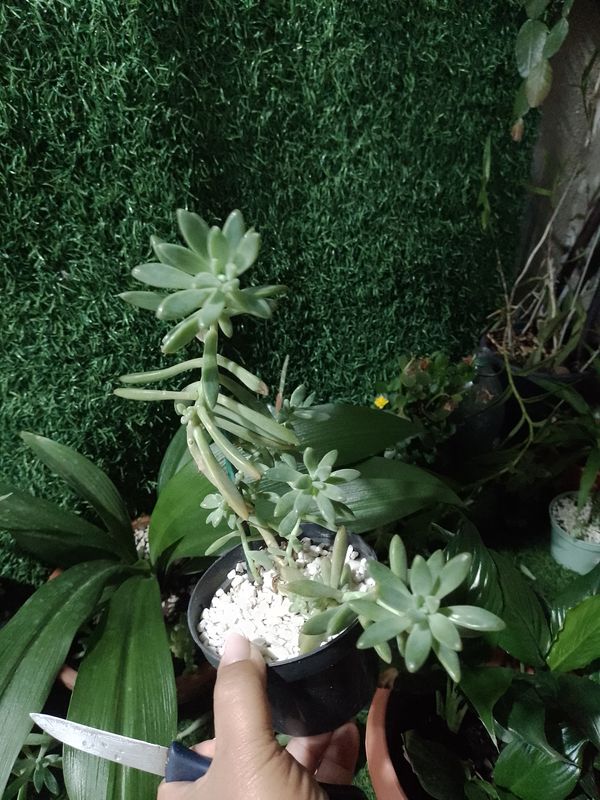 Identificação da planta Suculenta Estrelada por foto