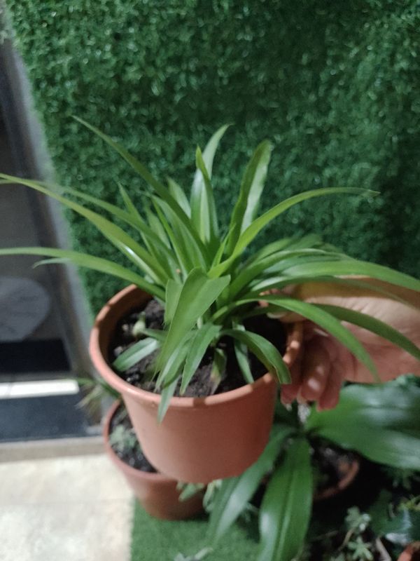 Identificação da planta Clorófito por foto