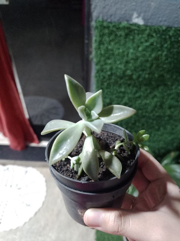 Identificação da planta Planta fantasma por foto