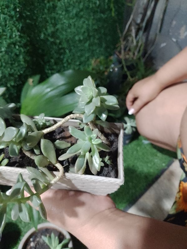 Identificação da planta Rabo-de-burro por foto