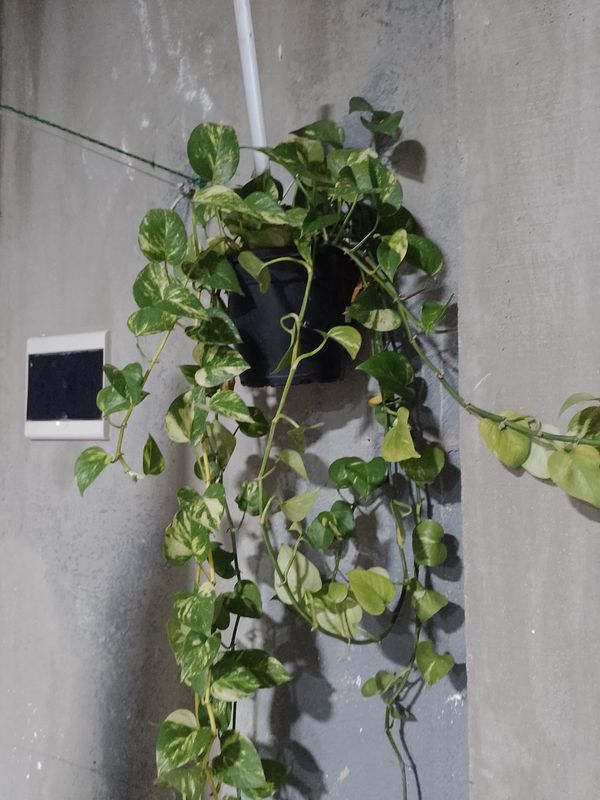 Identificação da planta Jiboia por foto