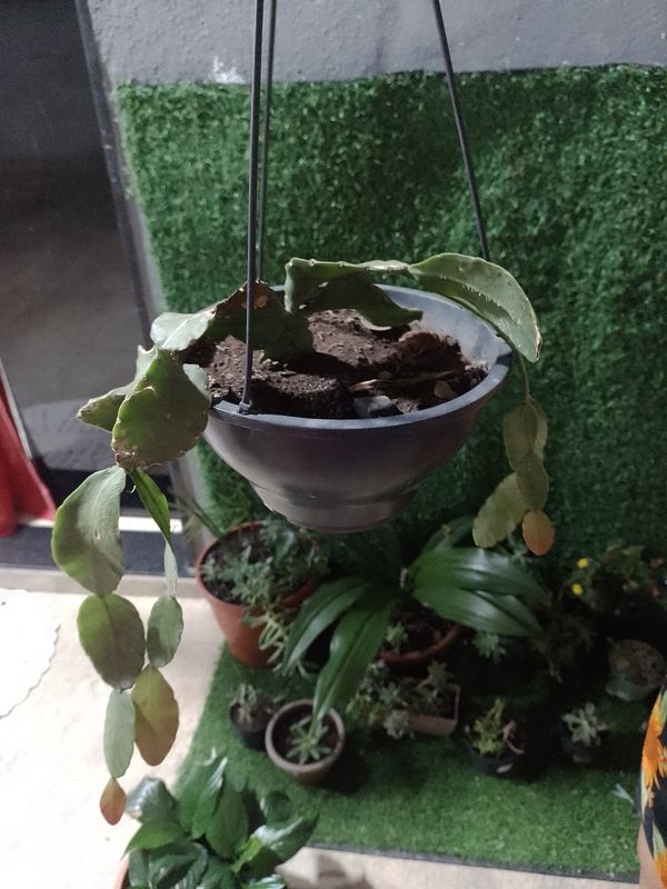 Identificação da planta Cacto-macarrão por foto