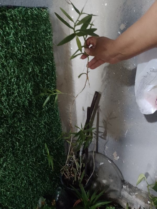 Identificação da planta Cajueiro-bravo por foto
