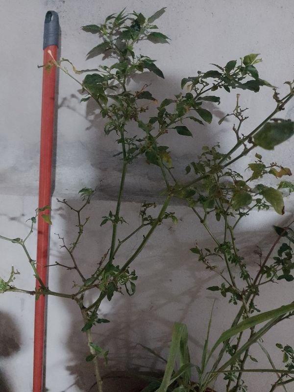 Identificação da planta Malagueta por foto