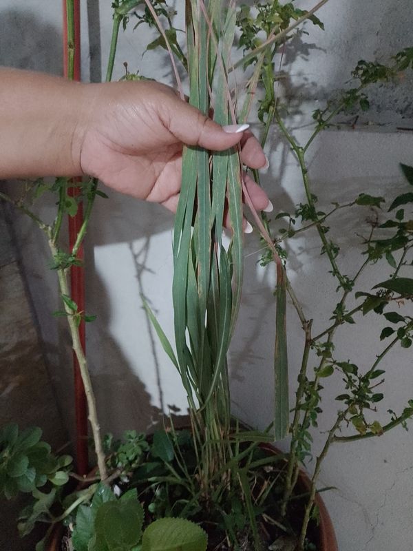 Identificação da planta Capim-limão por foto
