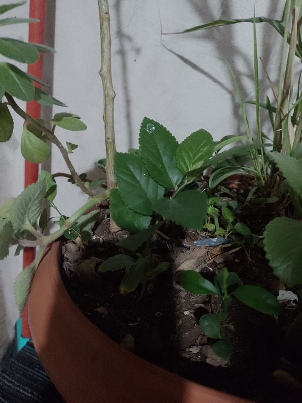 Identificação da planta Cidreira por foto