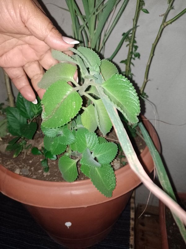 Identificação da planta Hortelã pimenta por foto