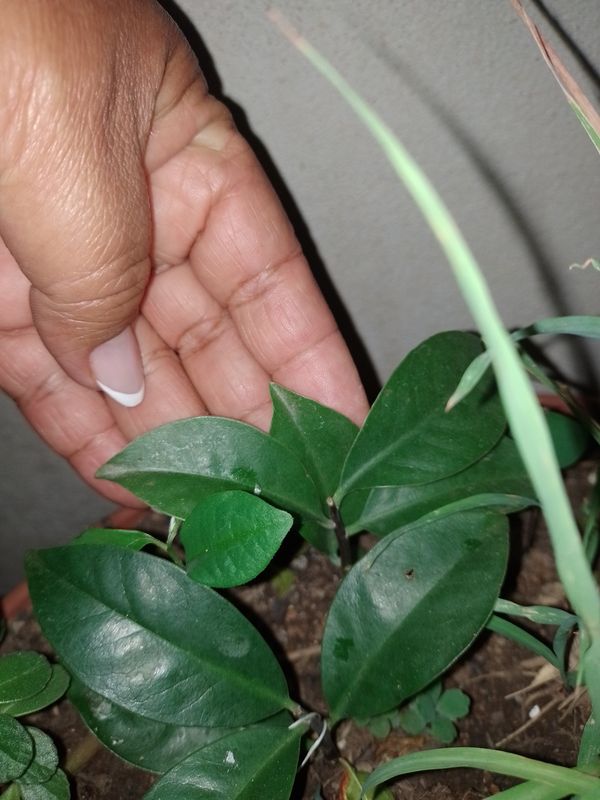 Identificação da planta Ora-pro-nóbis por foto