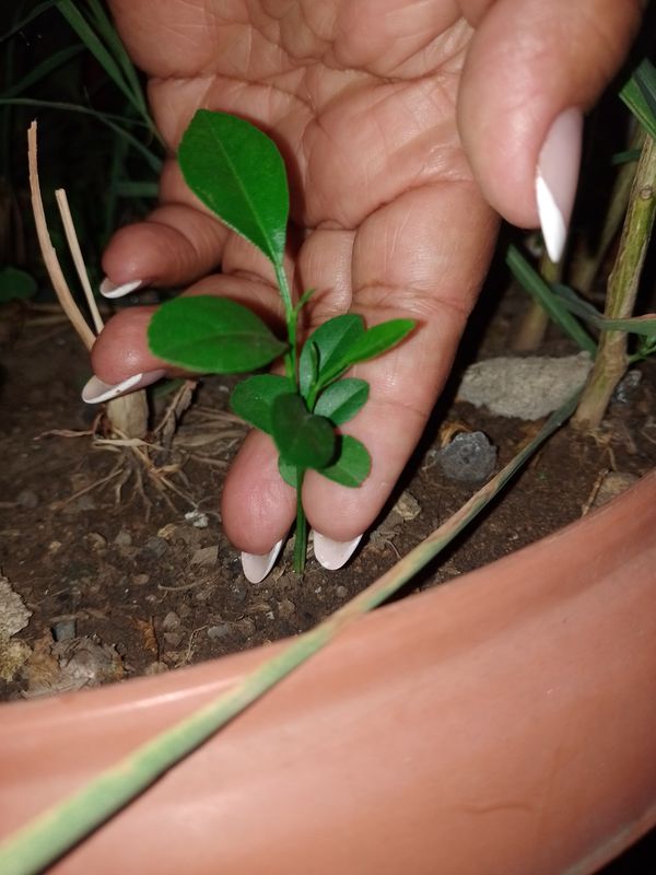 Identificação da planta Limão por foto
