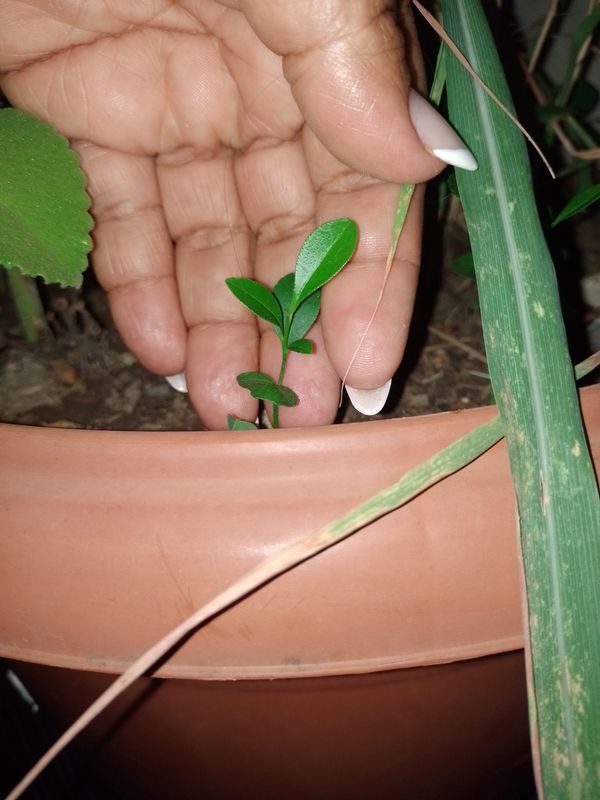 Identificação da planta Finger lime por foto