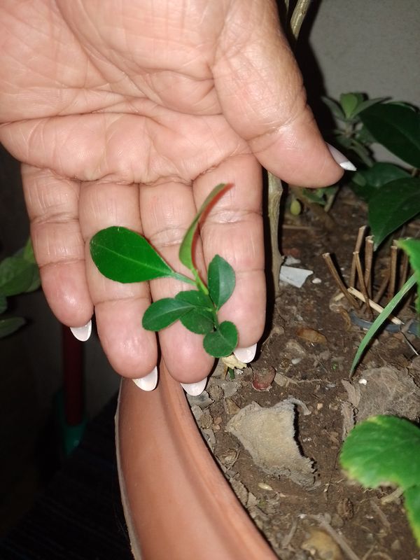 Identificação da planta Limão por foto