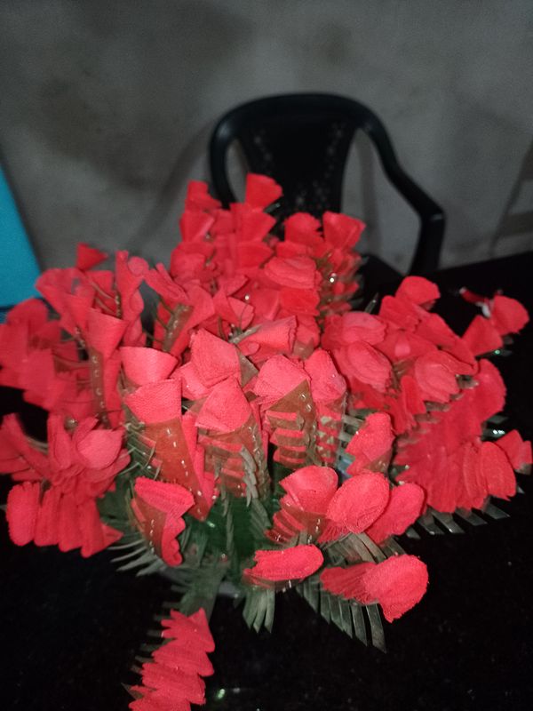 Identificação da planta Quipá por foto