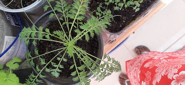 Identificação da planta Cenoura-brava por foto