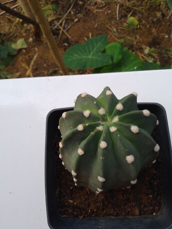 Identificação da planta Ouriço-do-mato por foto