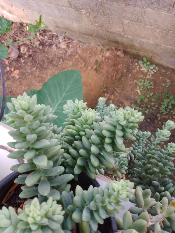 Identificação da planta Rabo-de-burro por foto