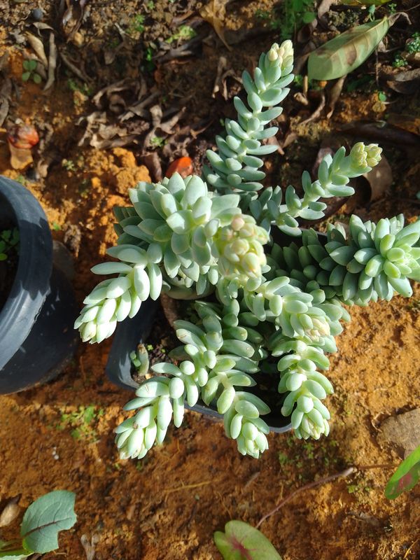 Identificação da planta Rabo-de-burro por foto
