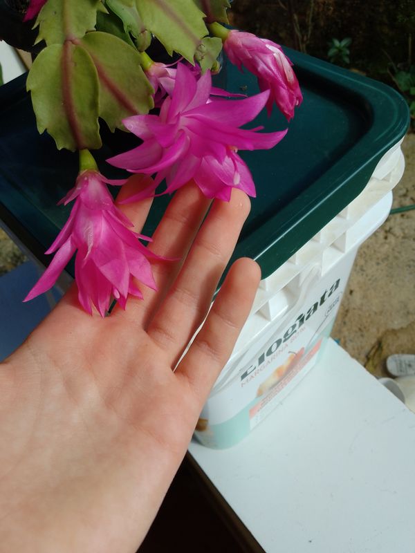 Identificação da planta Flor-de-maio por foto