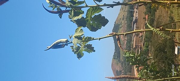 Identificação da planta Quiabo por foto