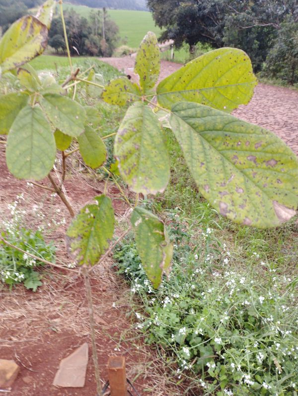 Identificação da planta Ipê-amarelo por foto