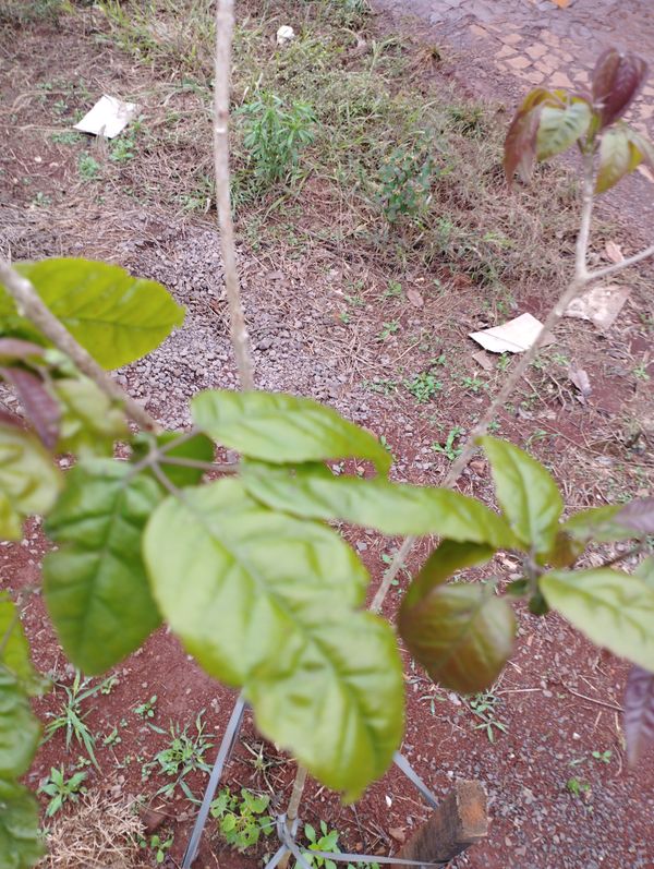 Identificação da planta Ipê Rosa por foto