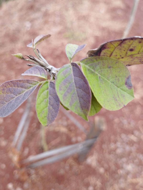 Identificação da planta Ipê-branco por foto