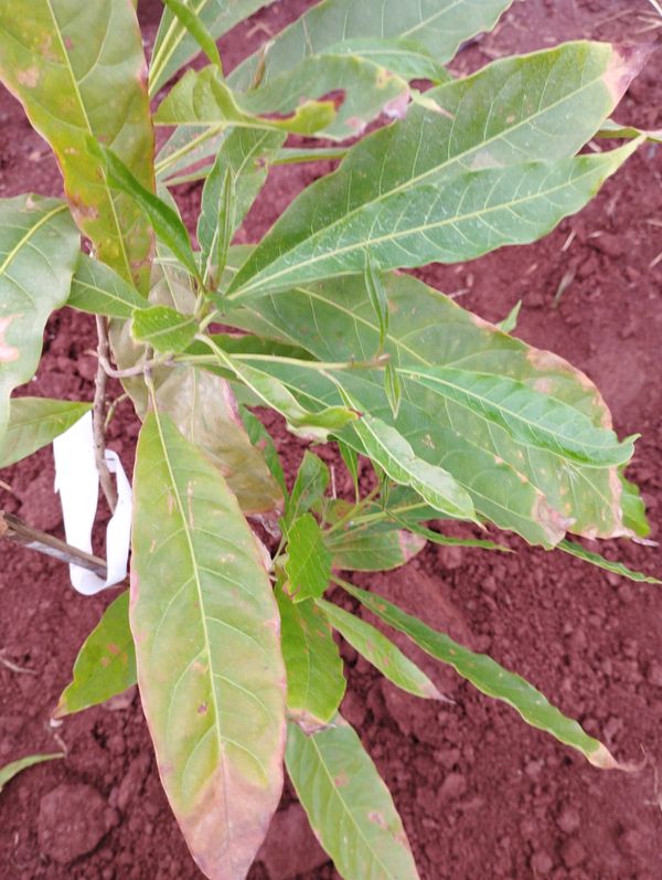 Identificação da planta Erva-mate por foto